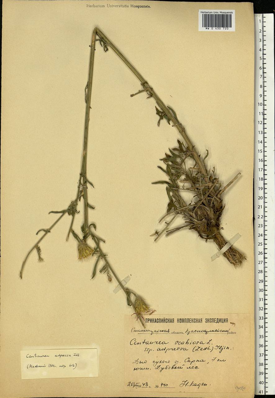 Centaurea adpressa Ledeb., Eastern Europe, Lower Volga region (E9) (Russia)