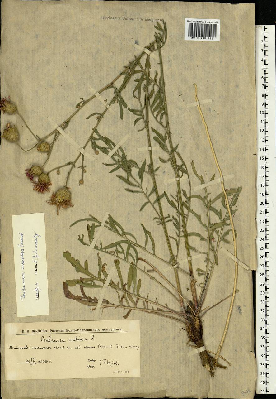 Centaurea adpressa Ledeb., Eastern Europe, Lower Volga region (E9) (Russia)