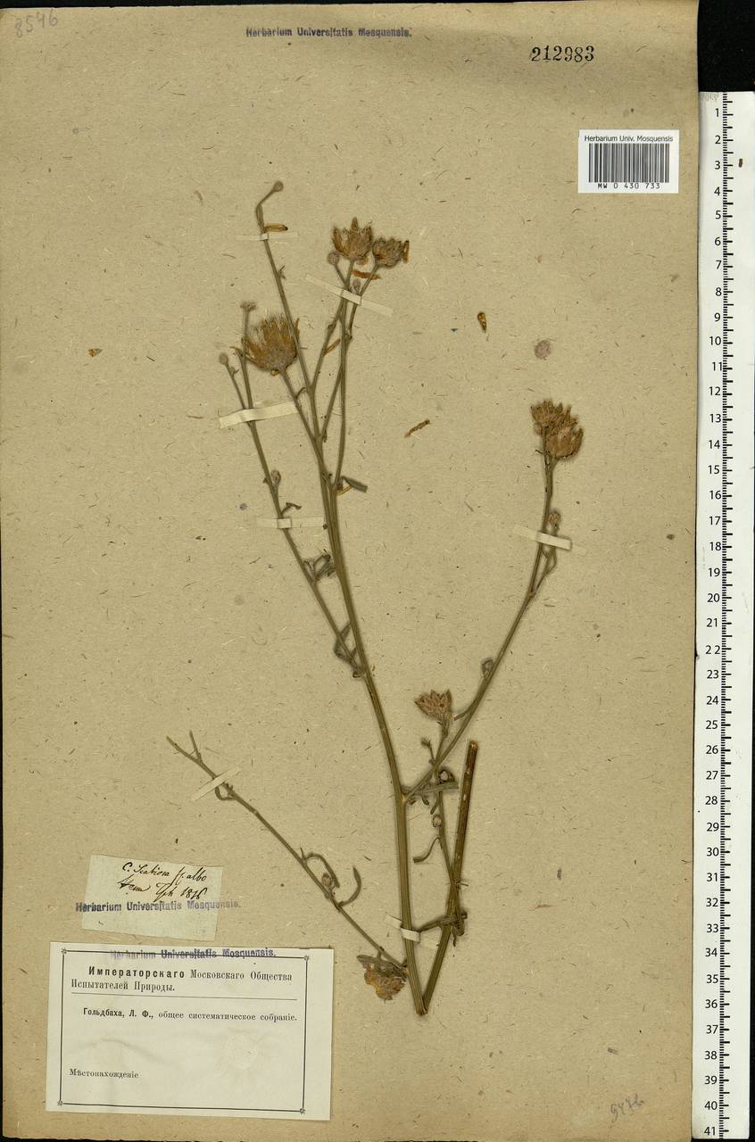 Centaurea adpressa Ledeb., Eastern Europe, Rostov Oblast (E12a) (Russia)