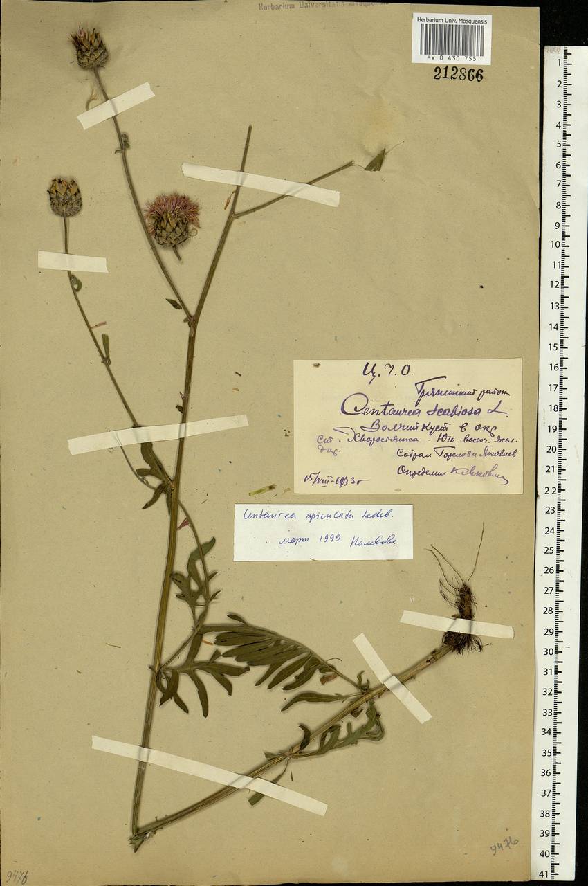 Centaurea apiculata Ledeb., Eastern Europe, Central forest-and-steppe region (E6) (Russia)