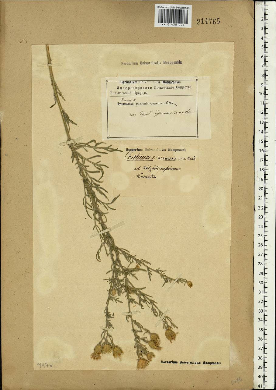 Centaurea arenaria M. Bieb. ex Willd., Eastern Europe, Lower Volga region (E9) (Russia)