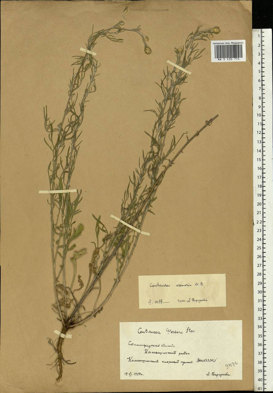 Centaurea arenaria M. Bieb. ex Willd., Eastern Europe, Lower Volga region (E9) (Russia)