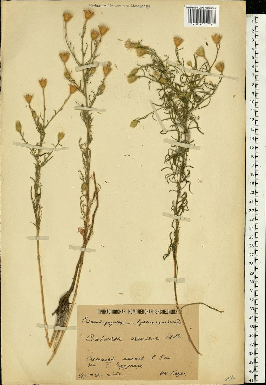 Centaurea arenaria M. Bieb. ex Willd., Eastern Europe, Lower Volga region (E9) (Russia)