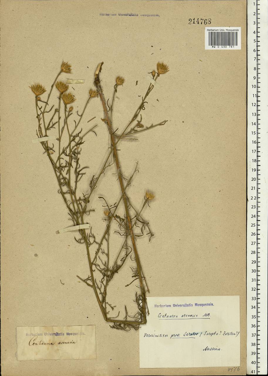 Centaurea arenaria M. Bieb. ex Willd., Eastern Europe, Lower Volga region (E9) (Russia)