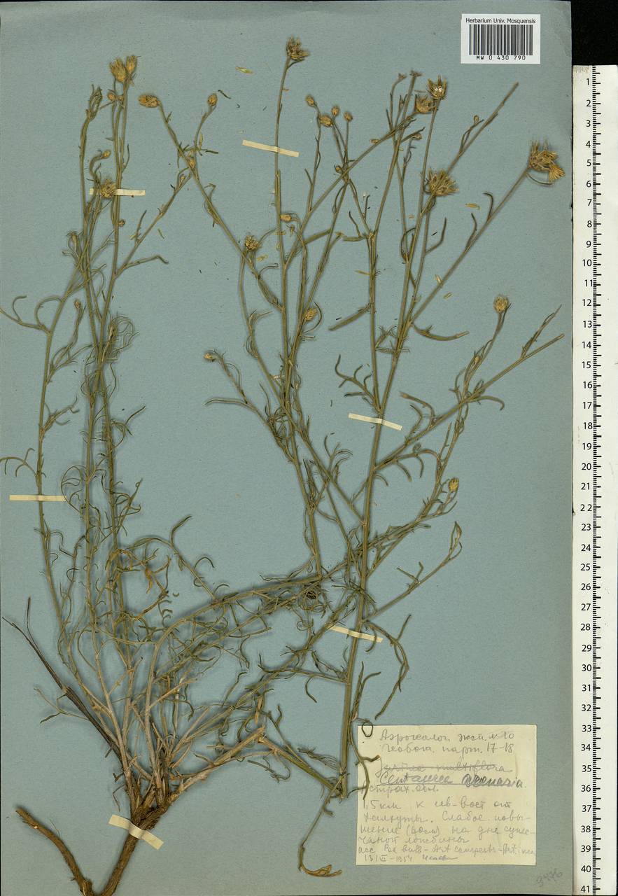 Centaurea arenaria M. Bieb. ex Willd., Eastern Europe, Lower Volga region (E9) (Russia)