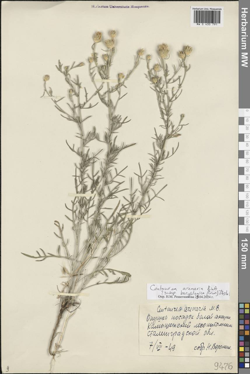Centaurea borysthenica Gruner, Eastern Europe, Lower Volga region (E9) (Russia)