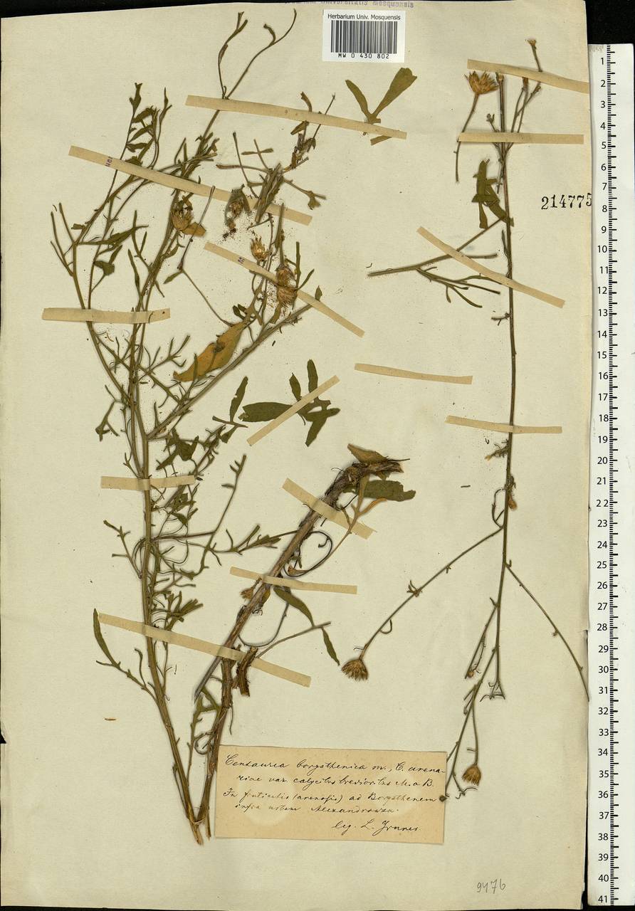 Centaurea arenaria M. Bieb. ex Willd., Eastern Europe, South Ukrainian region (E12) (Ukraine)