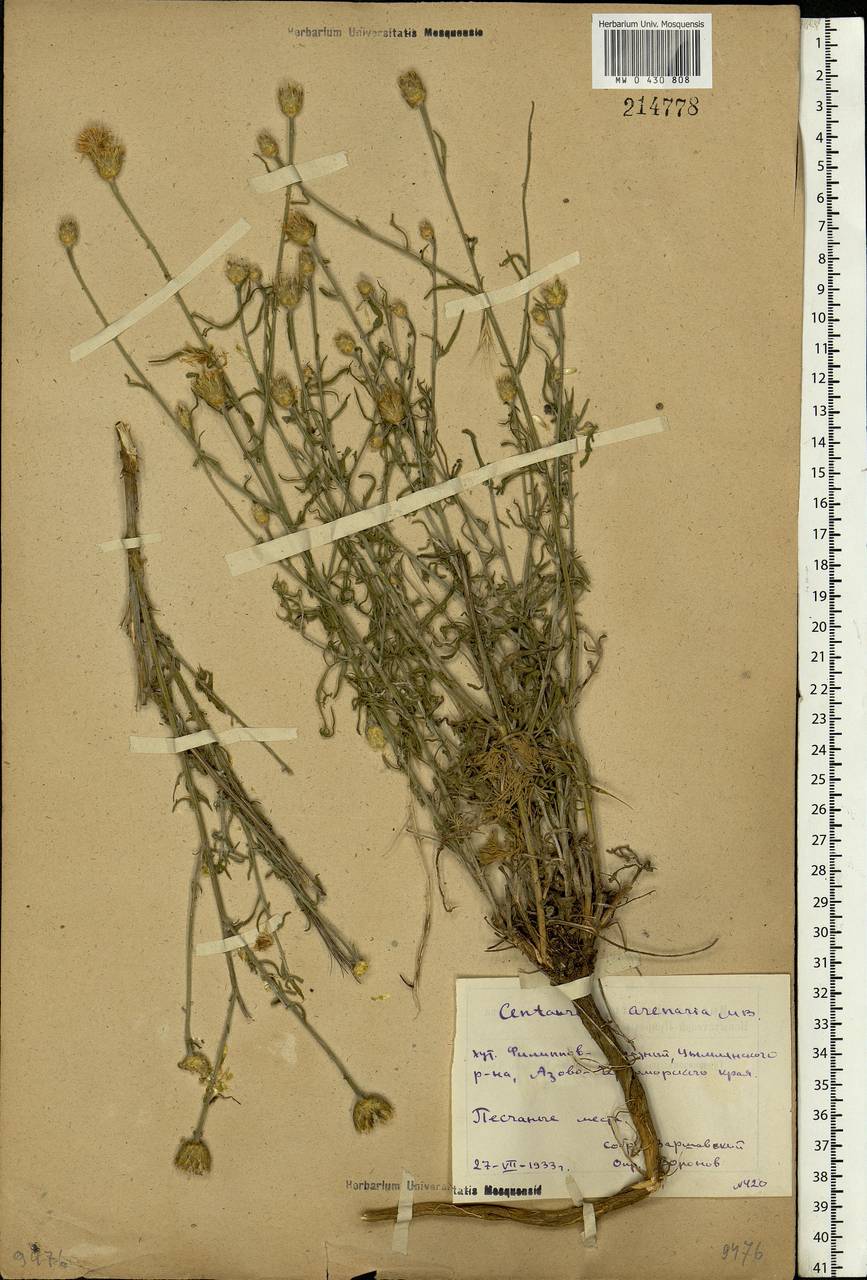 Centaurea arenaria M. Bieb. ex Willd., Eastern Europe, Rostov Oblast (E12a) (Russia)