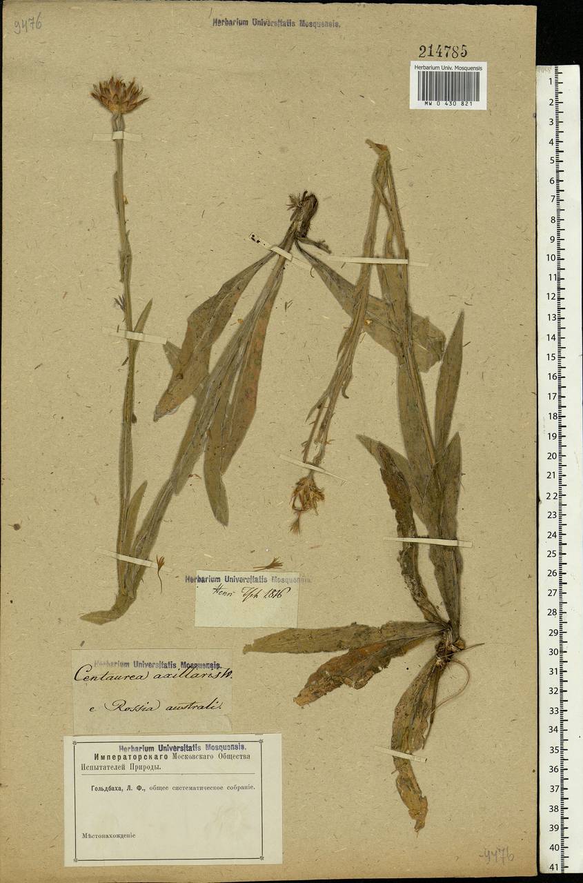 Centaurea triumfettii subsp. axillaris (Willd. ex Celak.) Stef. & T. Georgiev, Eastern Europe, Rostov Oblast (E12a) (Russia)