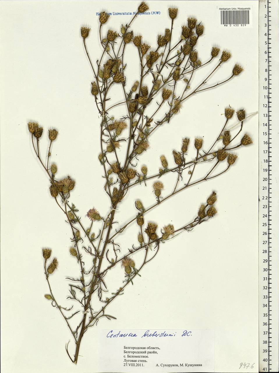 Centaurea stoebe subsp. stoebe, Eastern Europe, Central forest-and-steppe region (E6) (Russia)