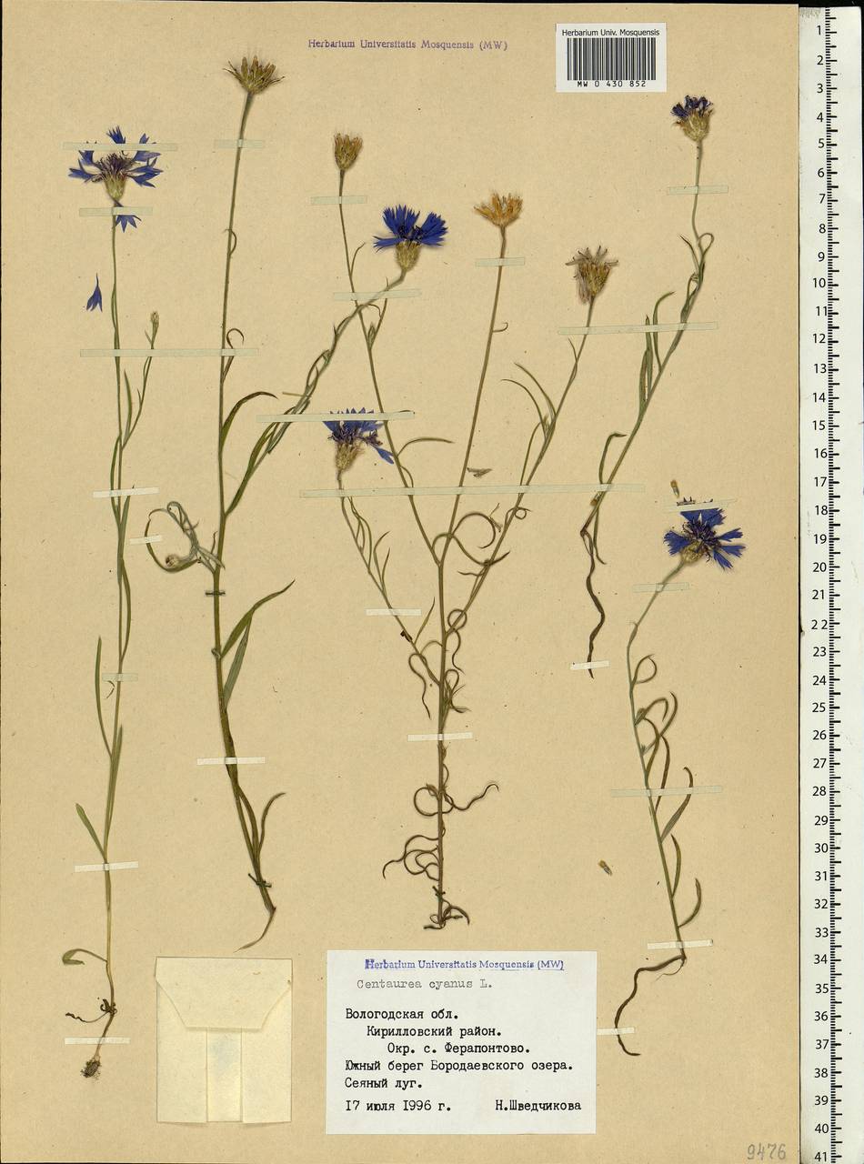 Centaurea cyanus L., Eastern Europe, Northern region (E1) (Russia)