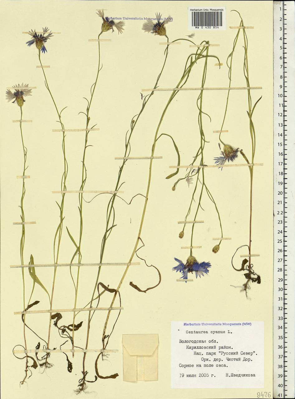 Centaurea cyanus L., Eastern Europe, Northern region (E1) (Russia)