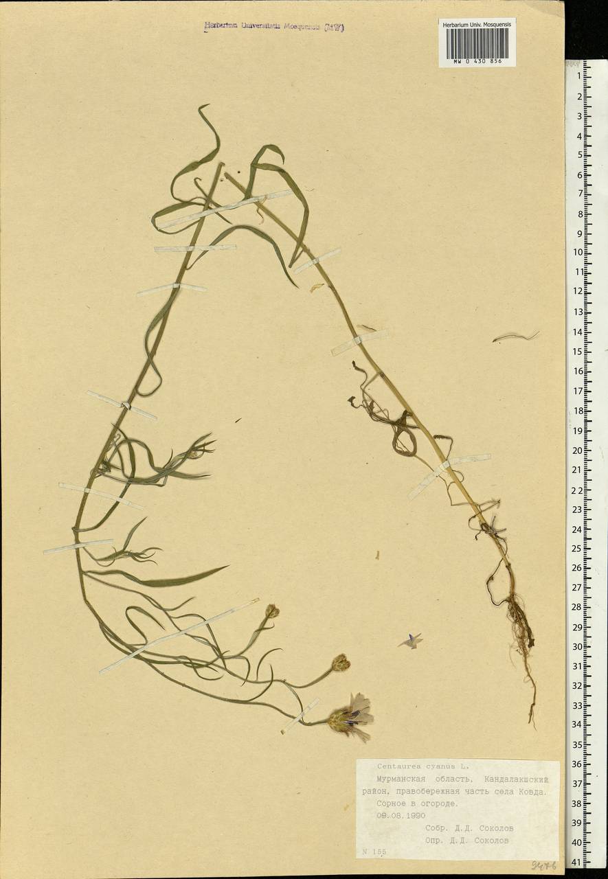 Centaurea cyanus L., Eastern Europe, Northern region (E1) (Russia)