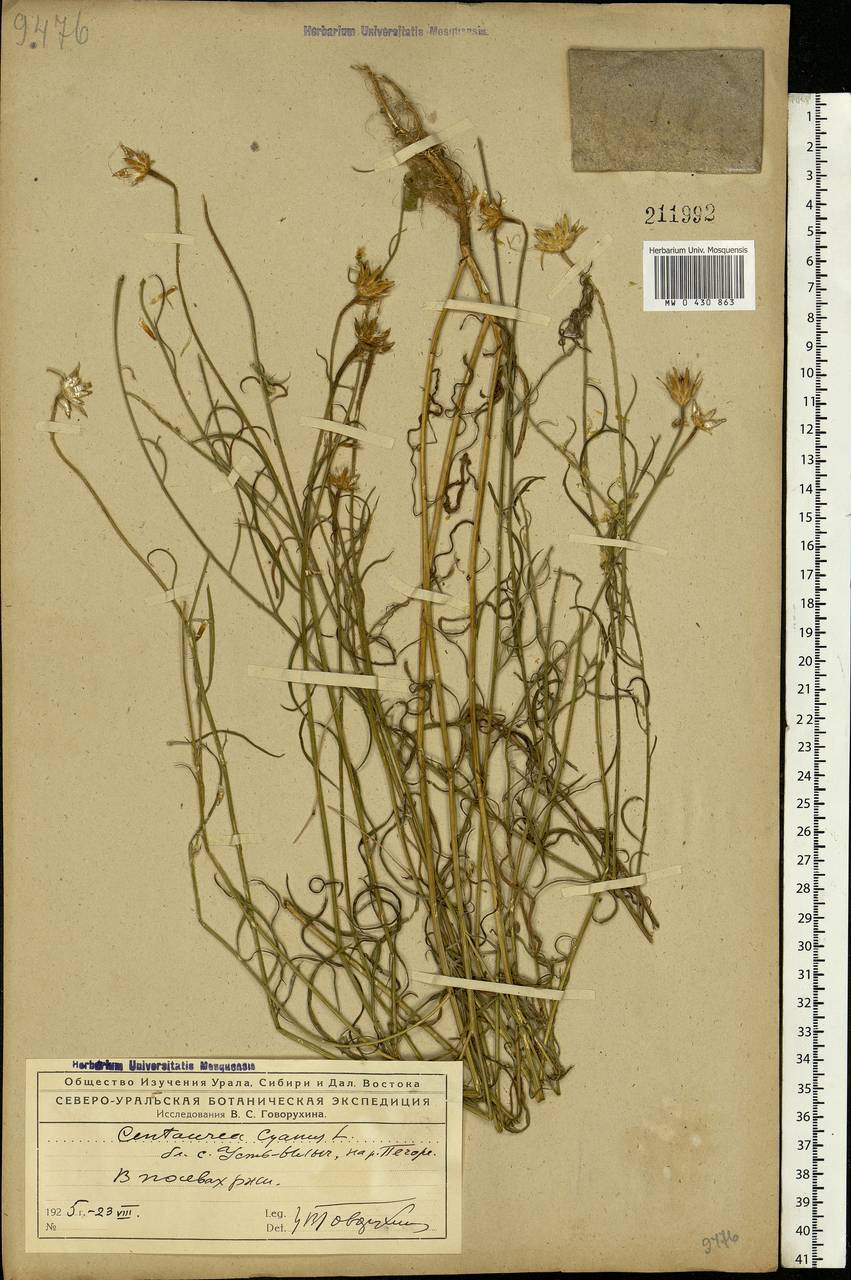 Centaurea cyanus L., Eastern Europe, Northern region (E1) (Russia)