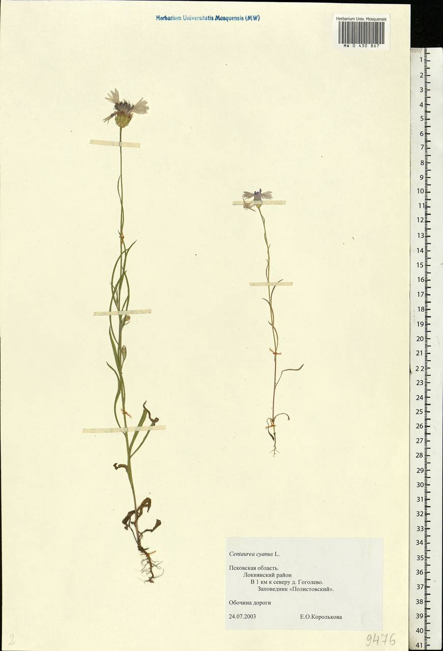Centaurea cyanus L., Eastern Europe, North-Western region (E2) (Russia)
