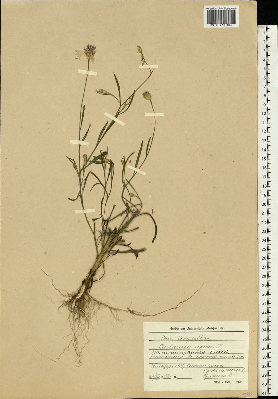 Centaurea cyanus L., Eastern Europe, North-Western region (E2) (Russia)
