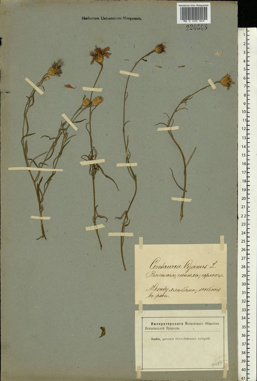 Centaurea cyanus L., Eastern Europe, Latvia (E2b) (Latvia)