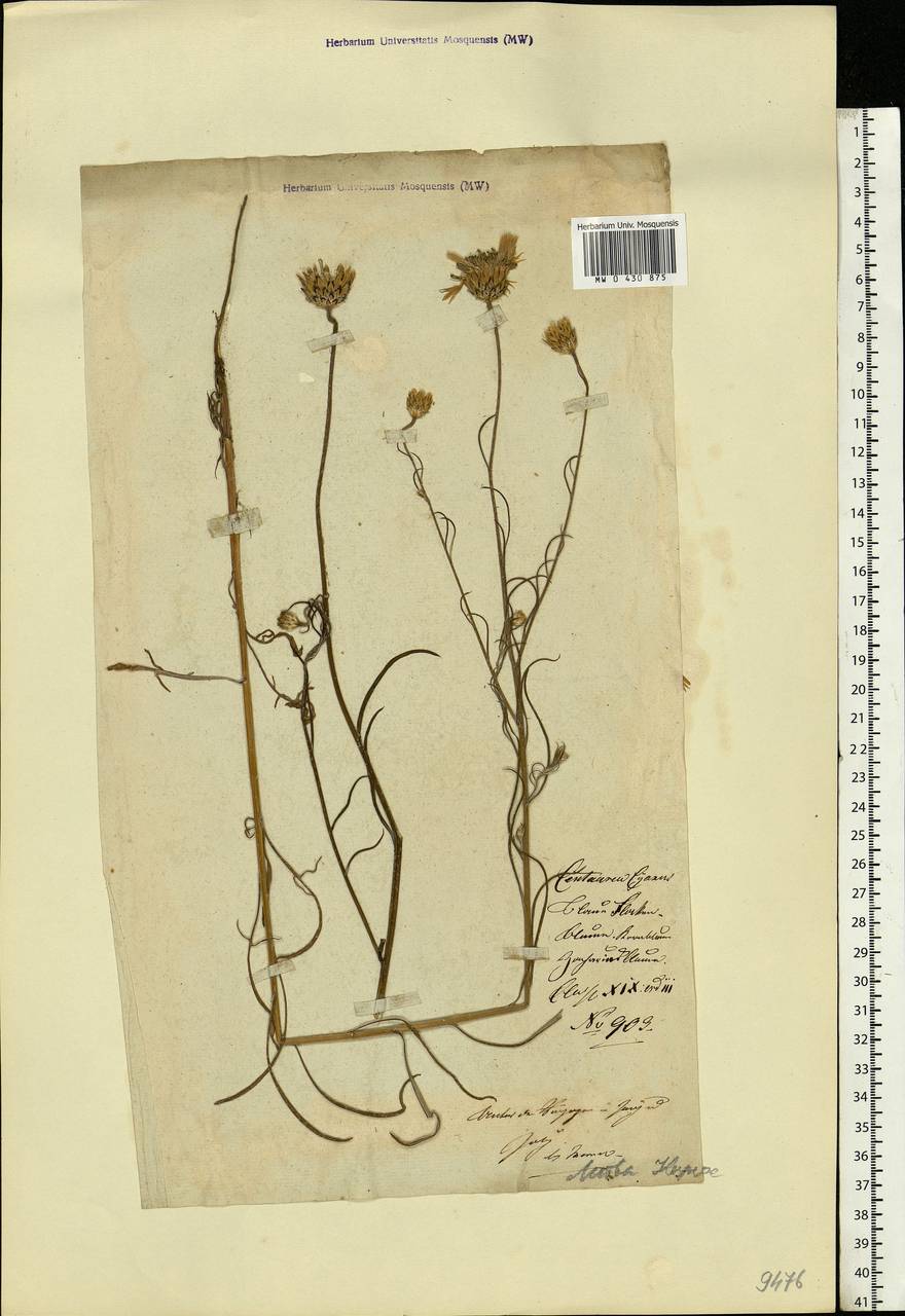 Centaurea cyanus L., Eastern Europe, Lithuania (E2a) (Lithuania)