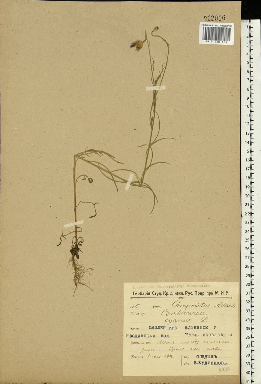 Centaurea cyanus L., Eastern Europe, Western region (E3) (Russia)