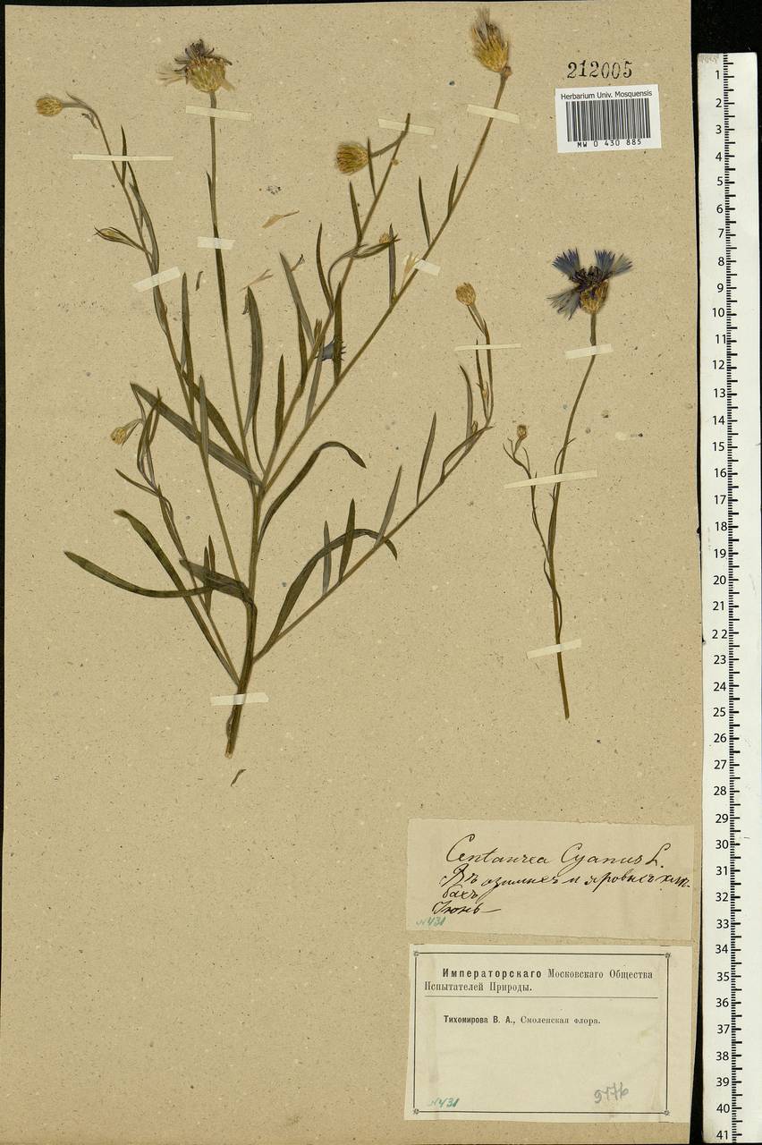 Centaurea cyanus L., Eastern Europe, Western region (E3) (Russia)