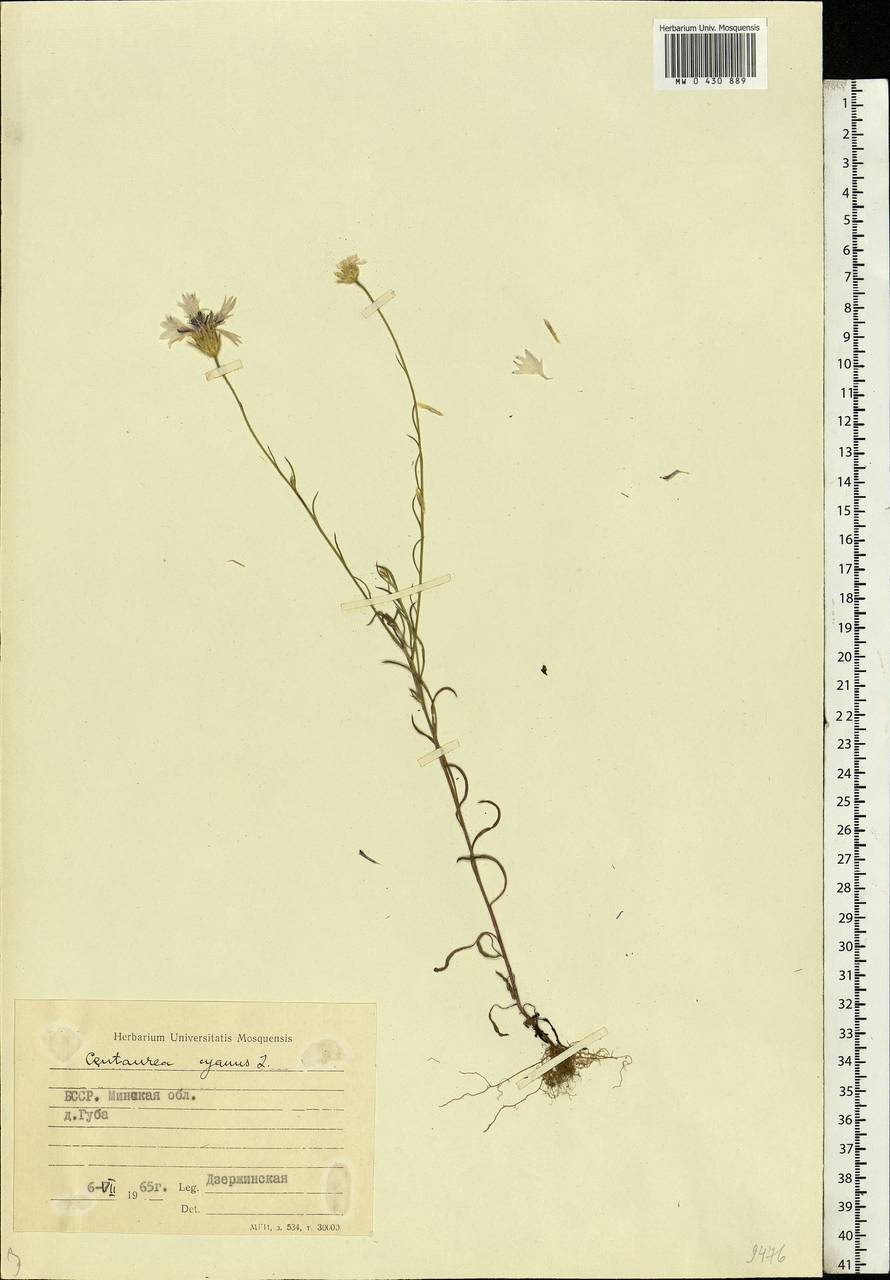 Centaurea cyanus L., Eastern Europe, Belarus (E3a) (Belarus)