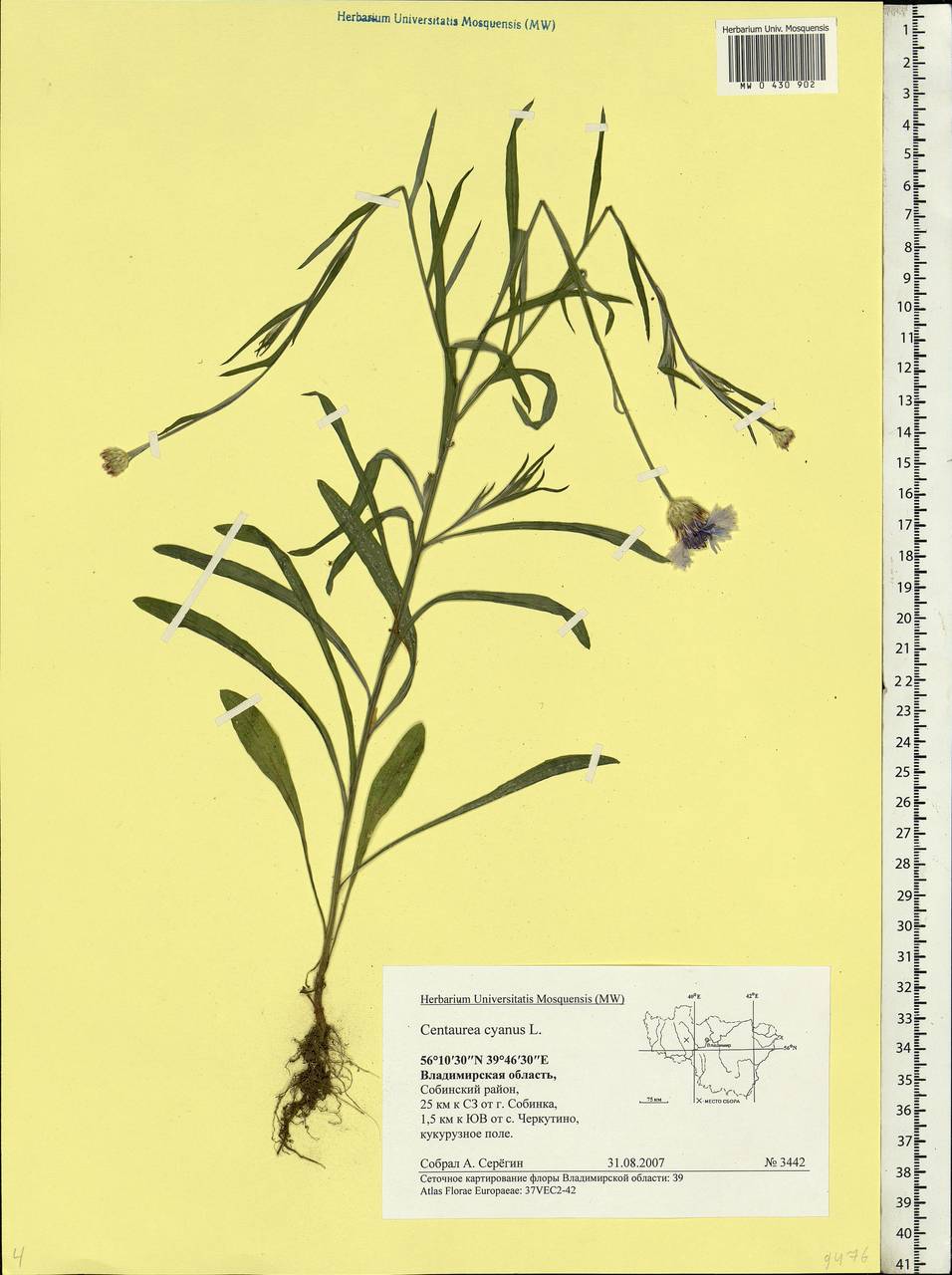 Centaurea cyanus L., Eastern Europe, Central region (E4) (Russia)