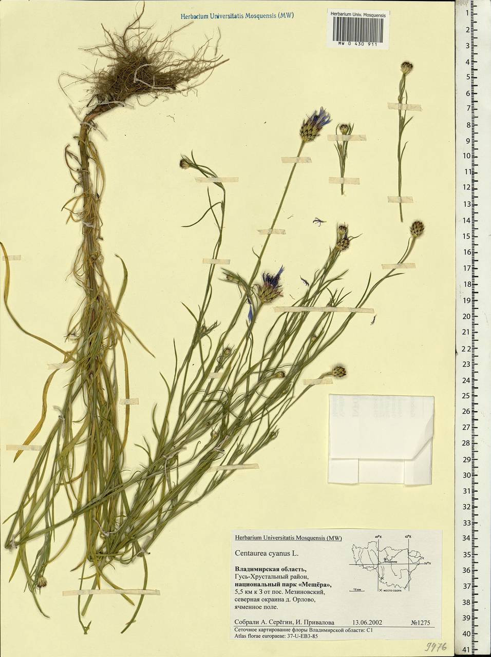 Centaurea cyanus L., Eastern Europe, Central region (E4) (Russia)