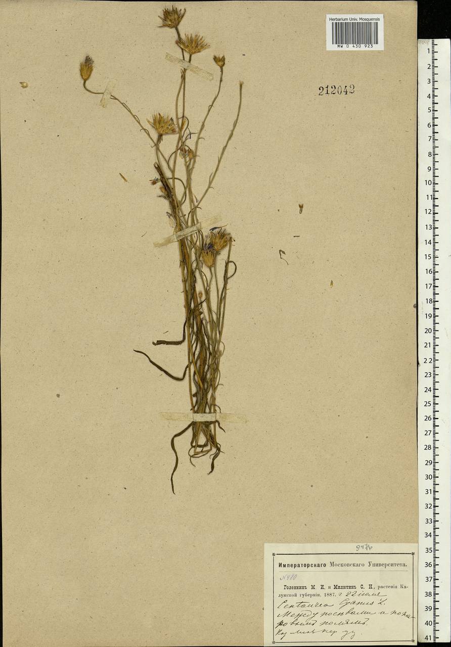 Centaurea cyanus L., Eastern Europe, Central region (E4) (Russia)
