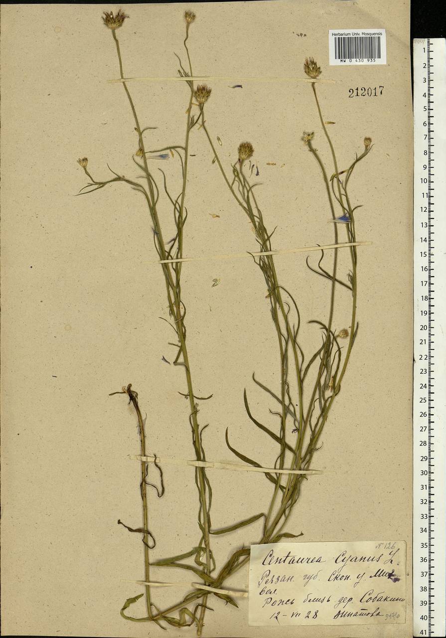 Centaurea cyanus L., Eastern Europe, Central region (E4) (Russia)