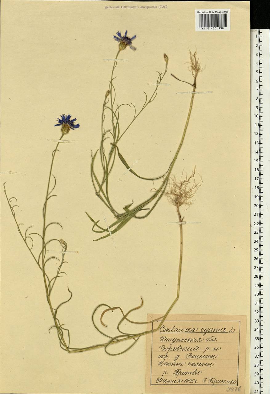 Centaurea cyanus L., Eastern Europe, Central region (E4) (Russia)