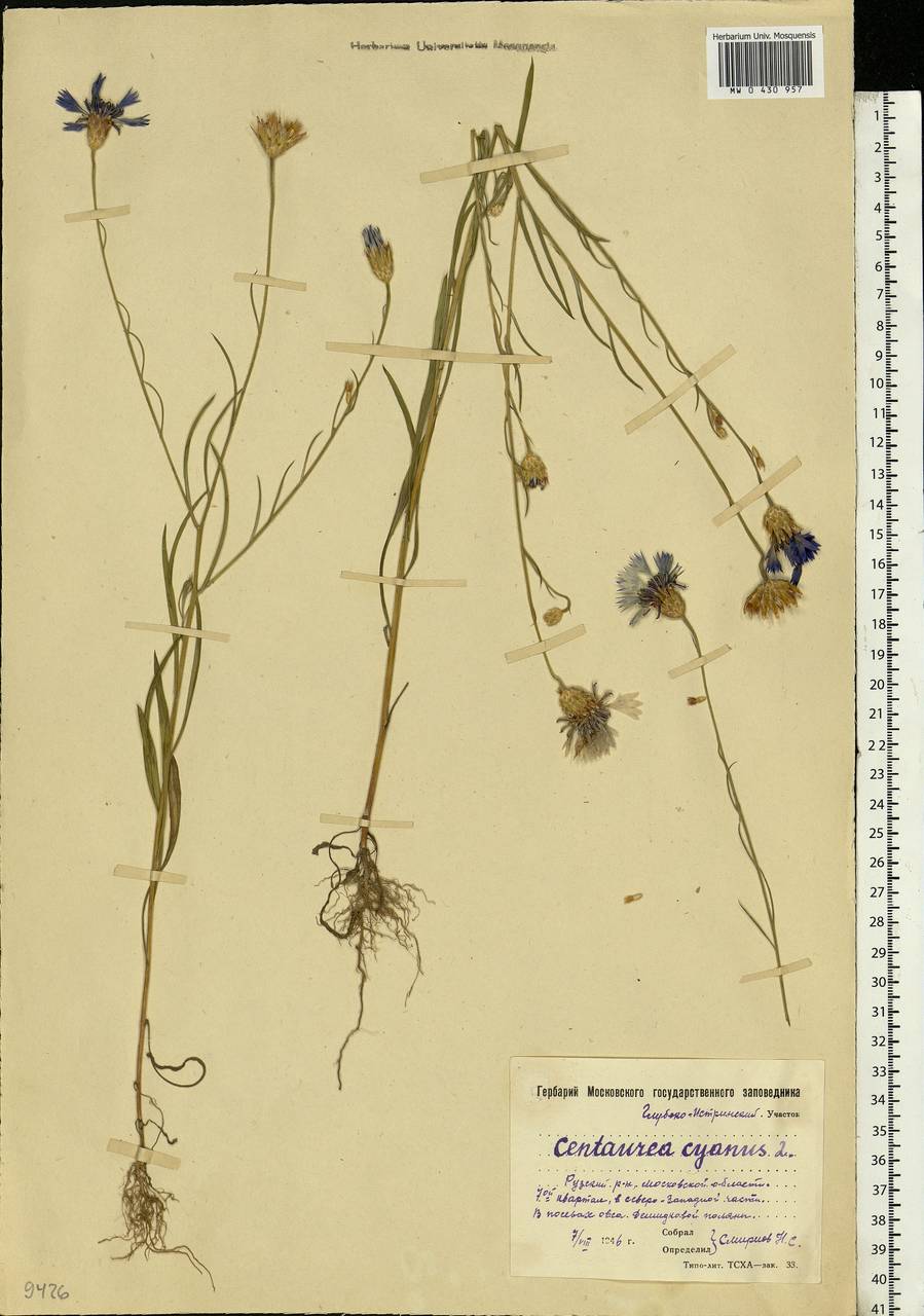 Centaurea cyanus L., Eastern Europe, Moscow region (E4a) (Russia)