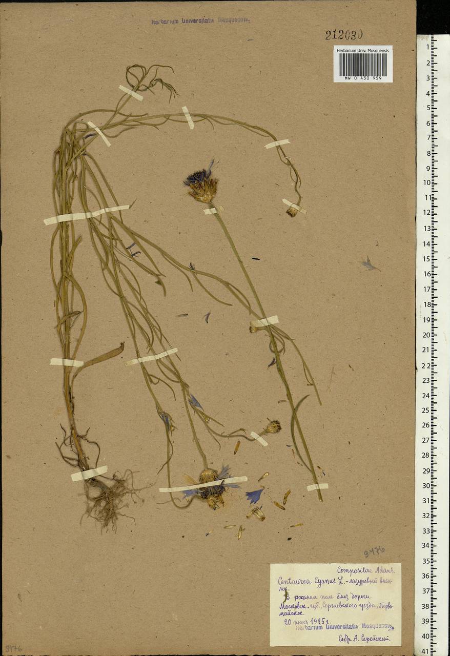 Centaurea cyanus L., Eastern Europe, Moscow region (E4a) (Russia)