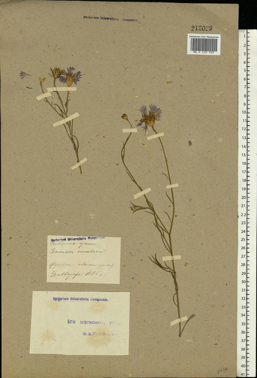 Centaurea cyanus L., Eastern Europe, Moscow region (E4a) (Russia)