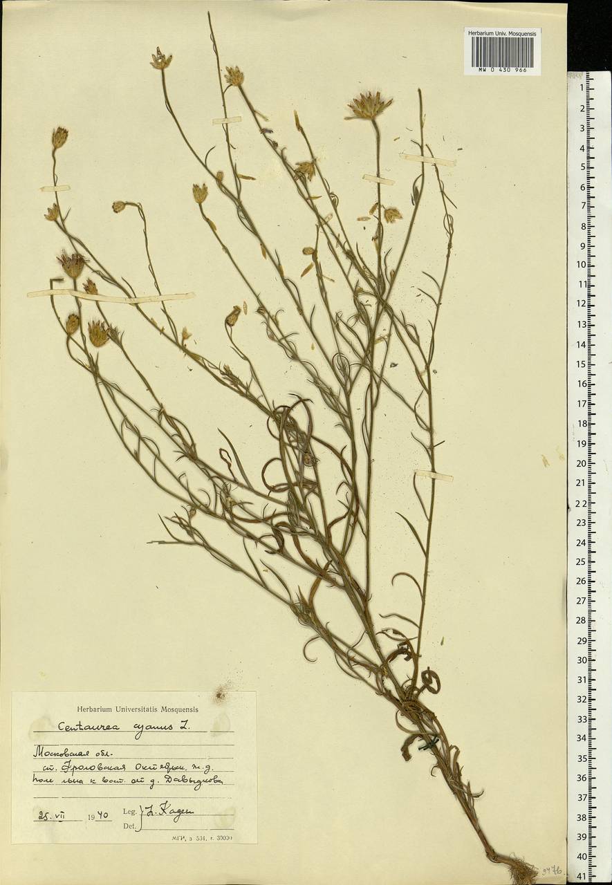 Centaurea cyanus L., Eastern Europe, Moscow region (E4a) (Russia)