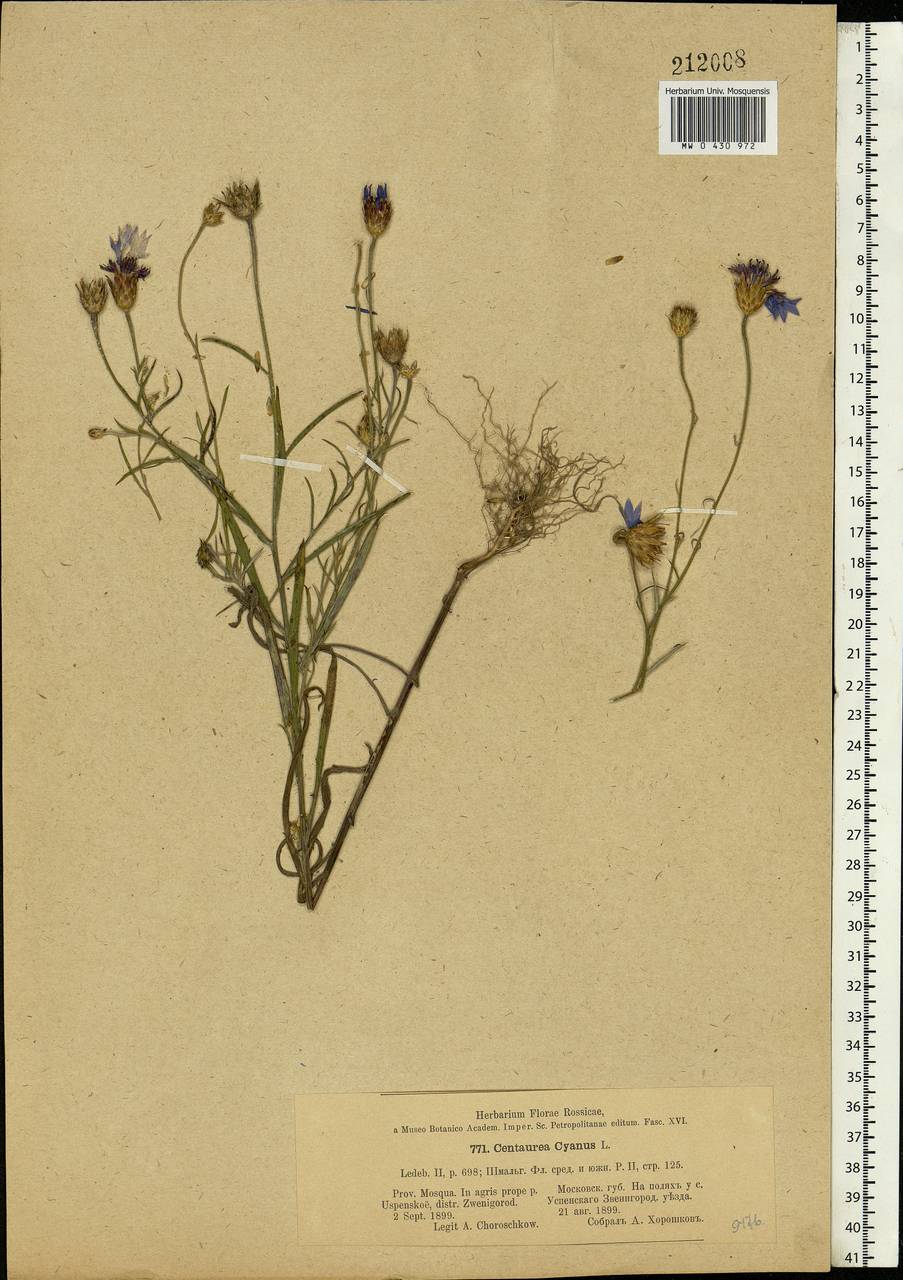 Centaurea cyanus L., Eastern Europe, Moscow region (E4a) (Russia)