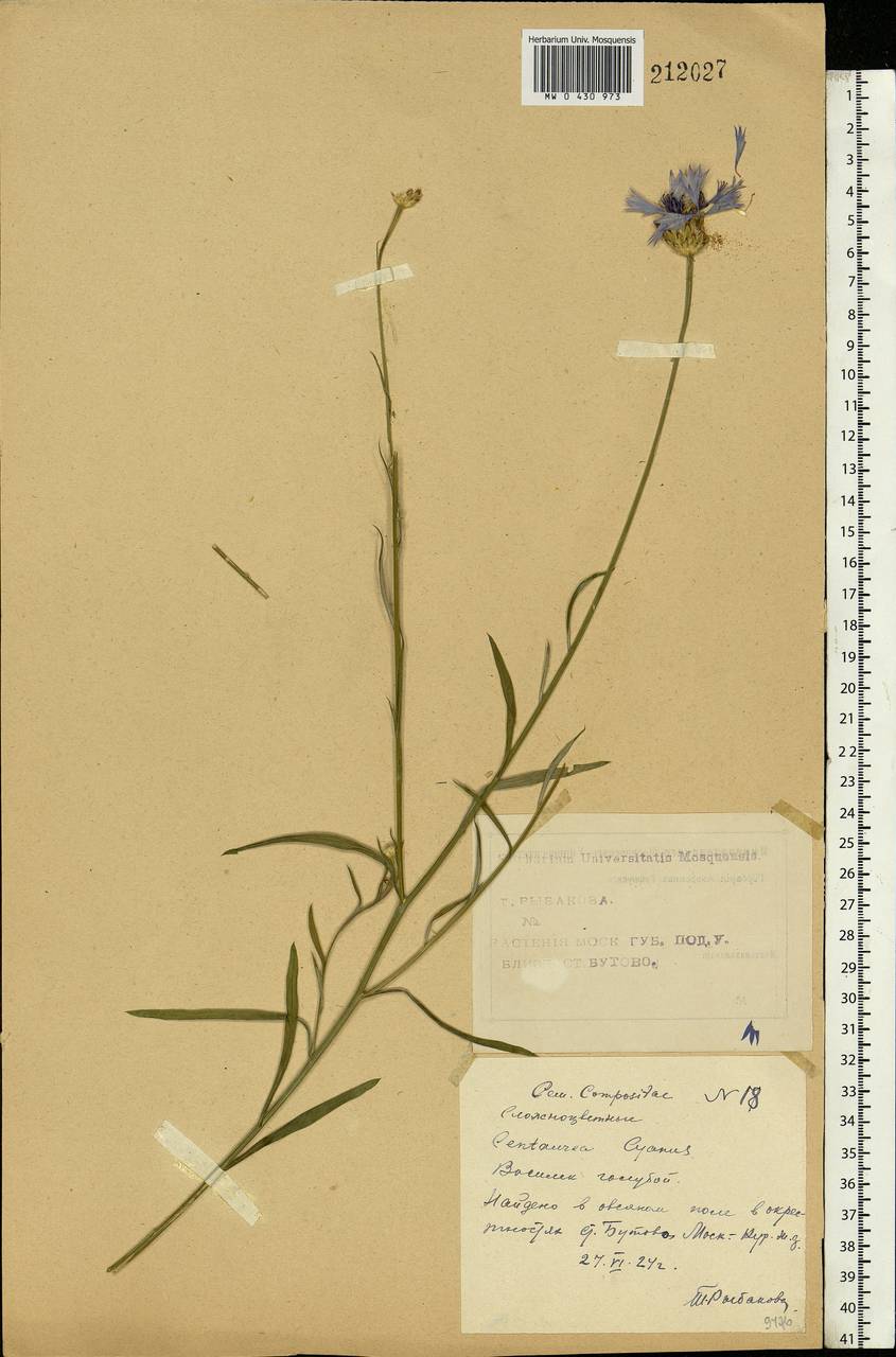 Centaurea cyanus L., Eastern Europe, Moscow region (E4a) (Russia)