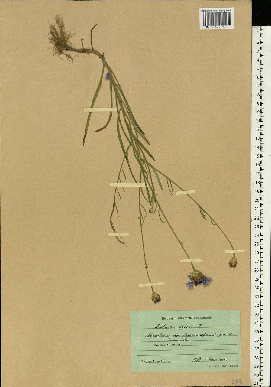 Centaurea cyanus L., Eastern Europe, Moscow region (E4a) (Russia)