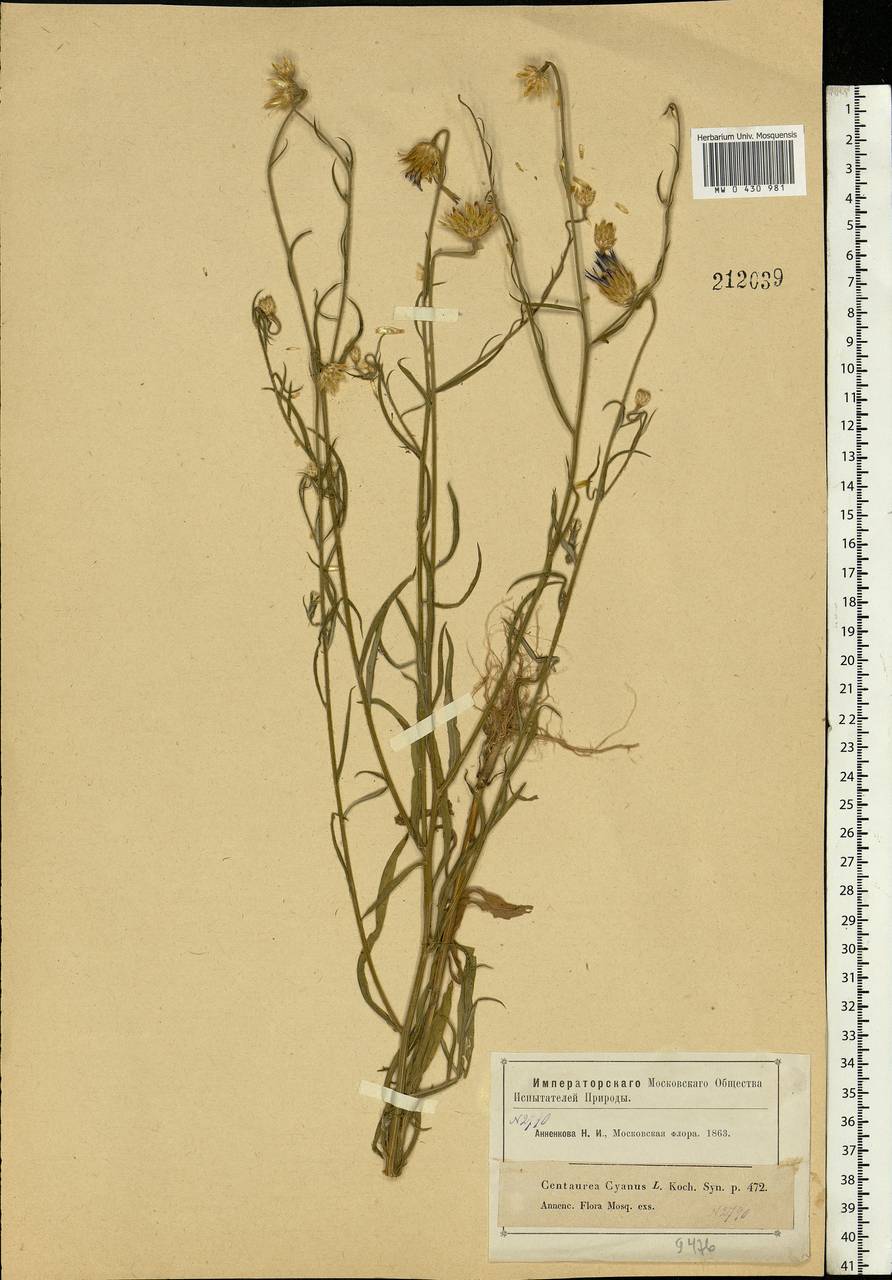 Centaurea cyanus L., Eastern Europe, Moscow region (E4a) (Russia)