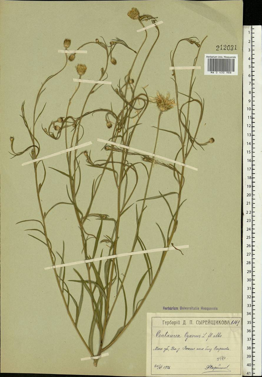 Centaurea cyanus L., Eastern Europe, Moscow region (E4a) (Russia)