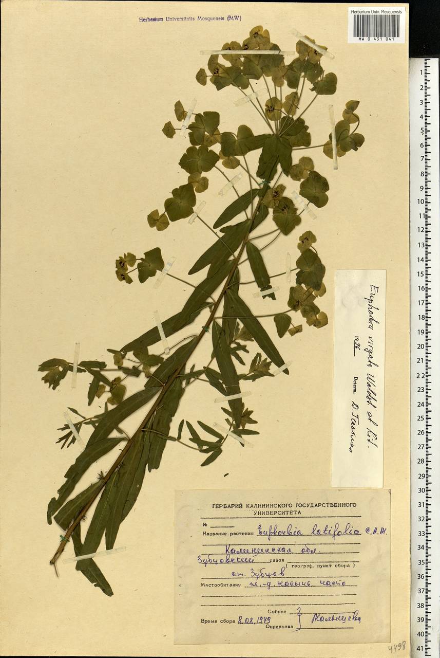 Euphorbia virgata Waldst. & Kit., Eastern Europe, North-Western region (E2) (Russia)