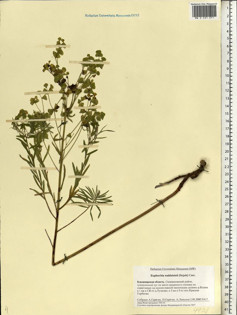 Euphorbia virgata Waldst. & Kit., Eastern Europe, Central region (E4) (Russia)