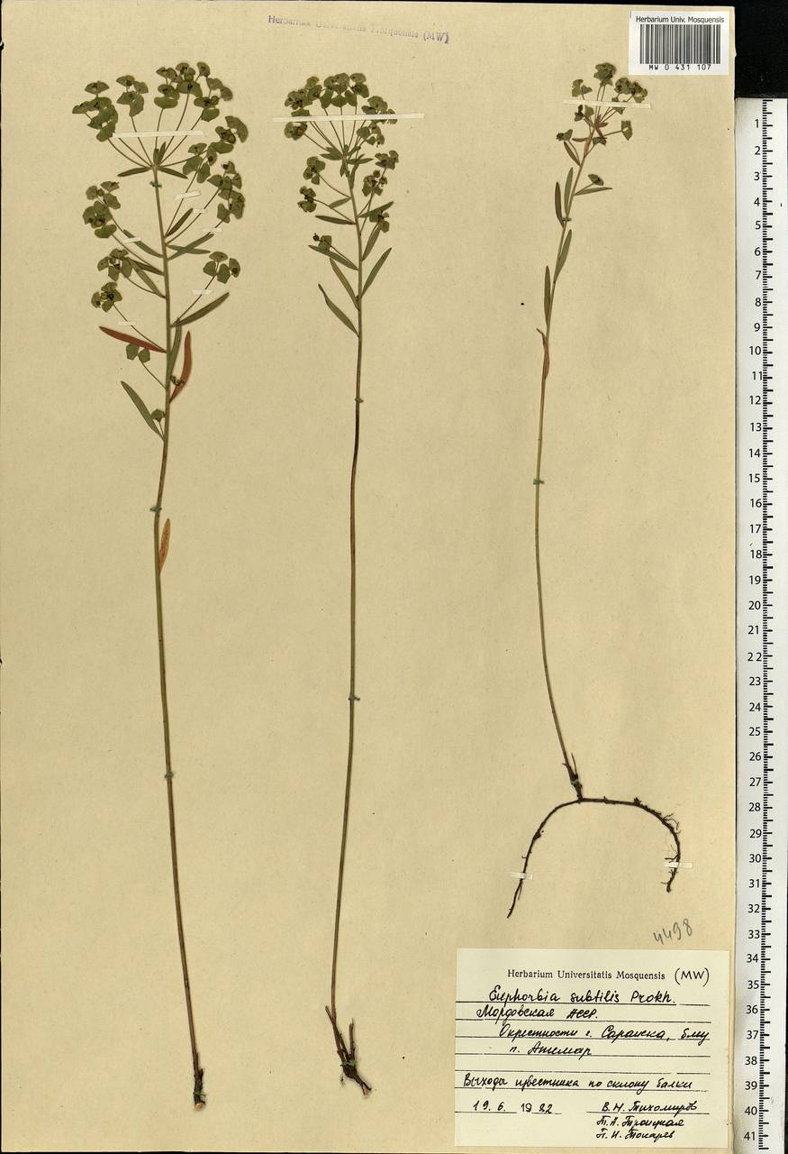Euphorbia microcarpa (Prokh.) Krylov, Eastern Europe, Middle Volga region (E8) (Russia)
