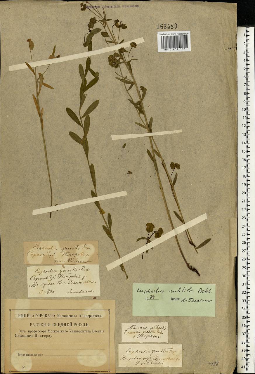 Euphorbia microcarpa (Prokh.) Krylov, Eastern Europe, Lower Volga region (E9) (Russia)