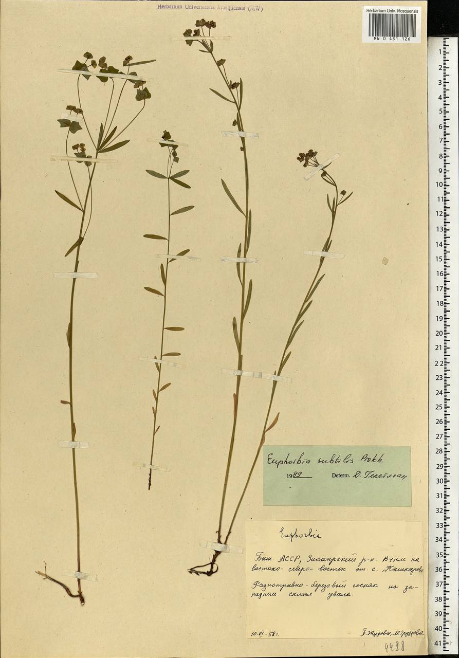 Euphorbia subtilis (Prokh.) Prokh., Eastern Europe, Eastern region (E10) (Russia)