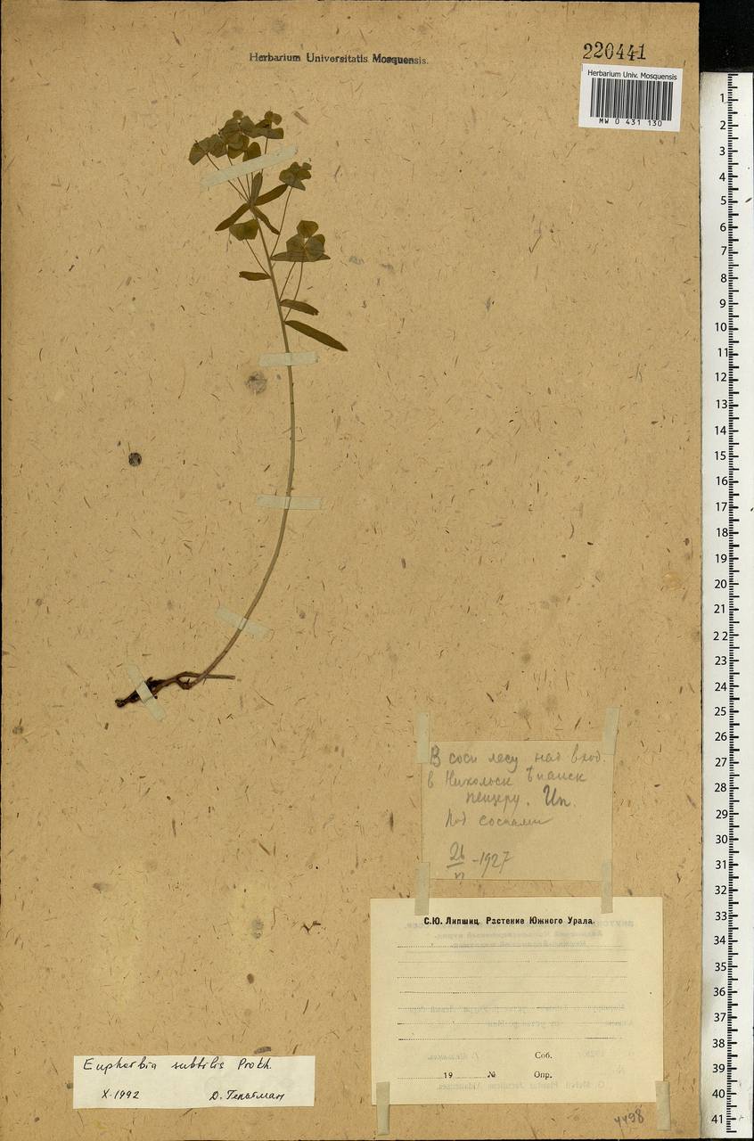Euphorbia microcarpa (Prokh.) Krylov, Eastern Europe, Eastern region (E10) (Russia)
