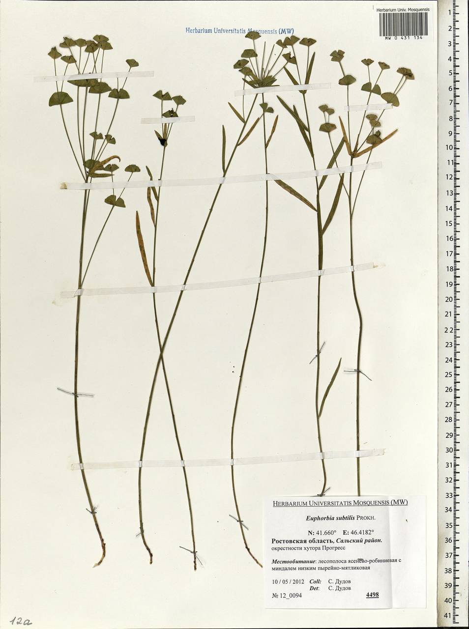 Euphorbia microcarpa (Prokh.) Krylov, Eastern Europe, Rostov Oblast (E12a) (Russia)