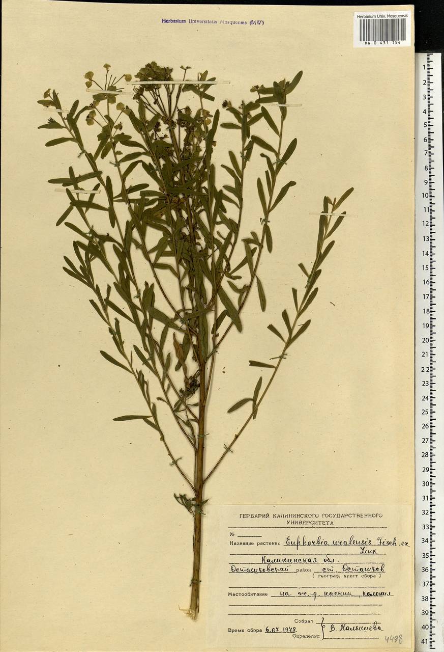 Euphorbia uralensis Fisch. ex Link, Eastern Europe, North-Western region (E2) (Russia)