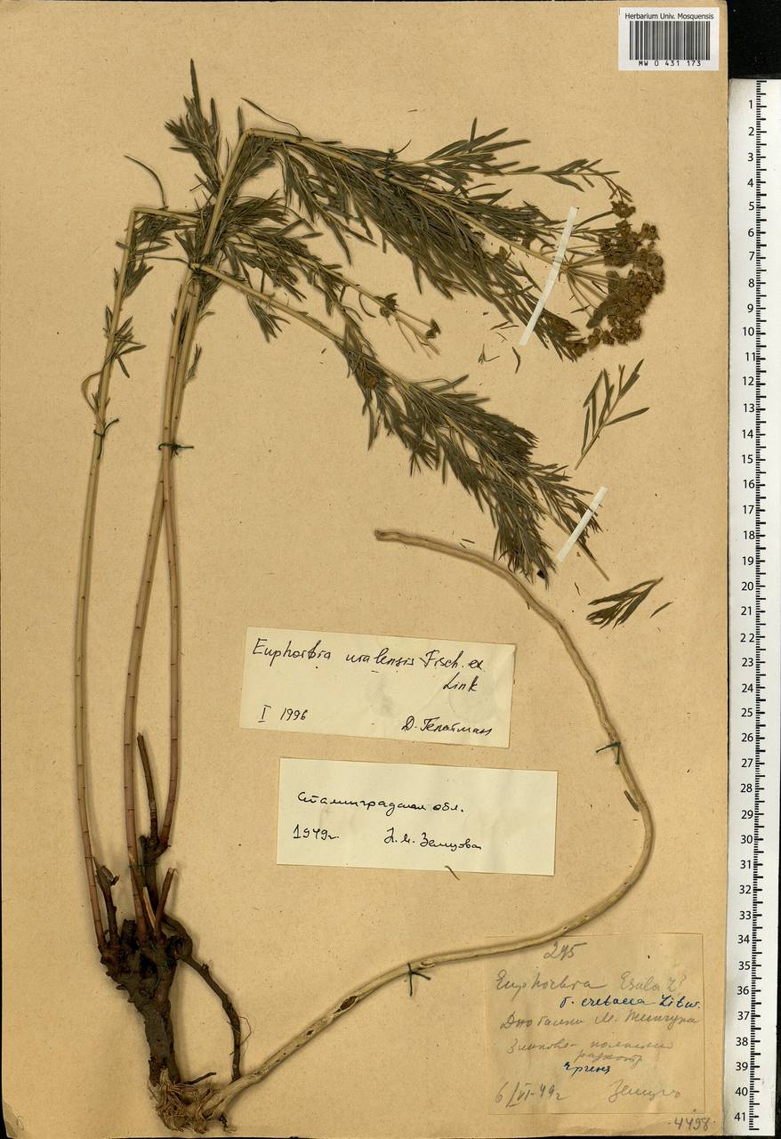 Euphorbia uralensis Fisch. ex Link, Eastern Europe, Lower Volga region (E9) (Russia)