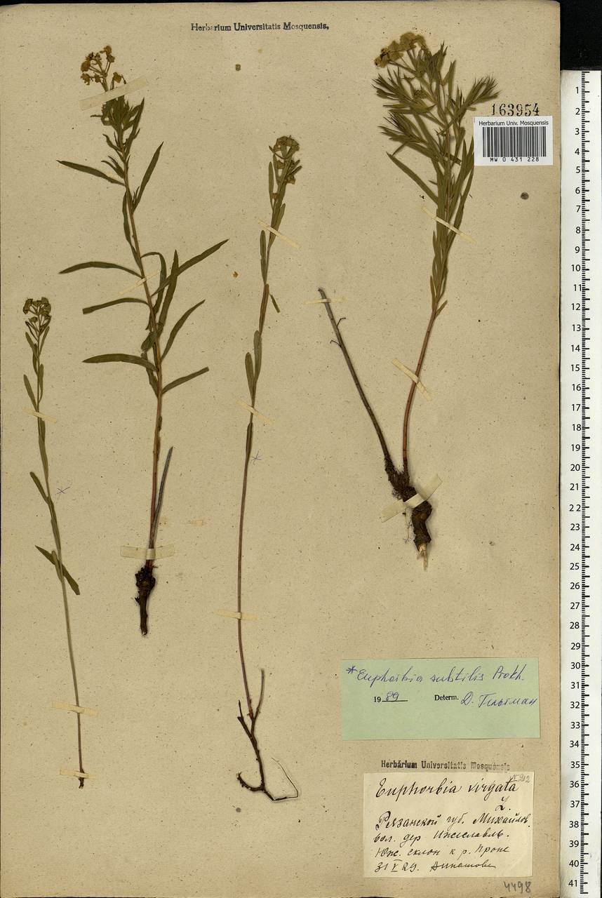 Euphorbia virgata Waldst. & Kit., Eastern Europe, Central region (E4) (Russia)