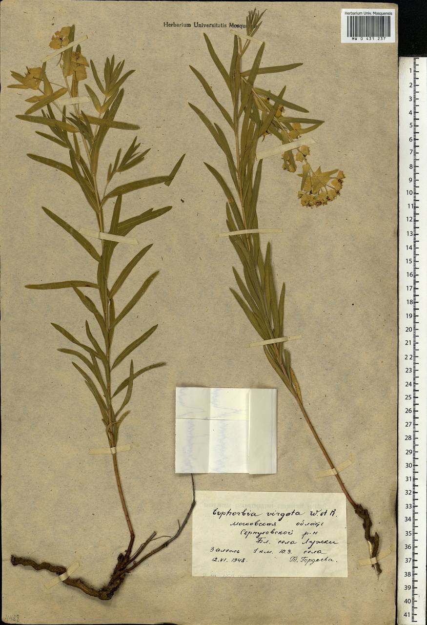Euphorbia virgata Waldst. & Kit., Eastern Europe, Moscow region (E4a) (Russia)